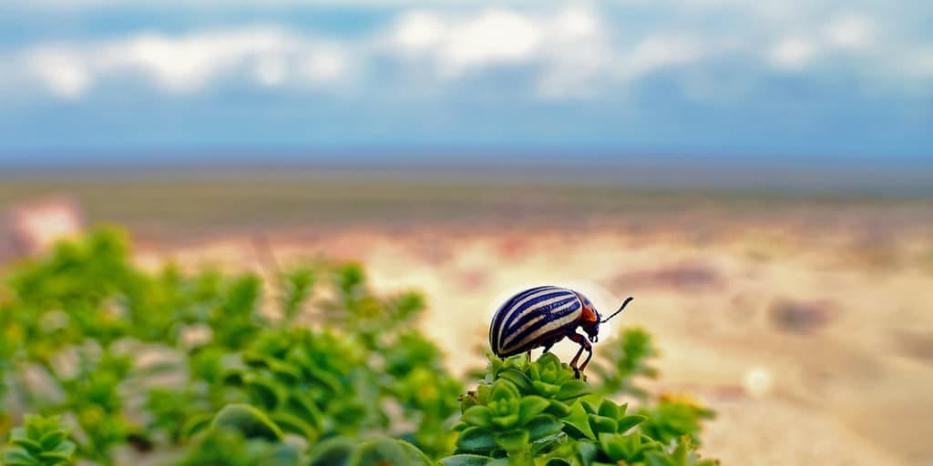 Pest control through conservation is not always a success