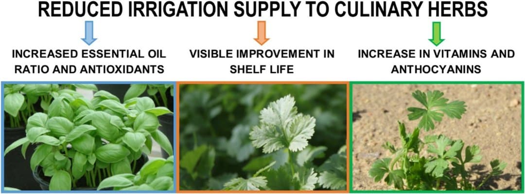 Can less water mean tastier herbs?
