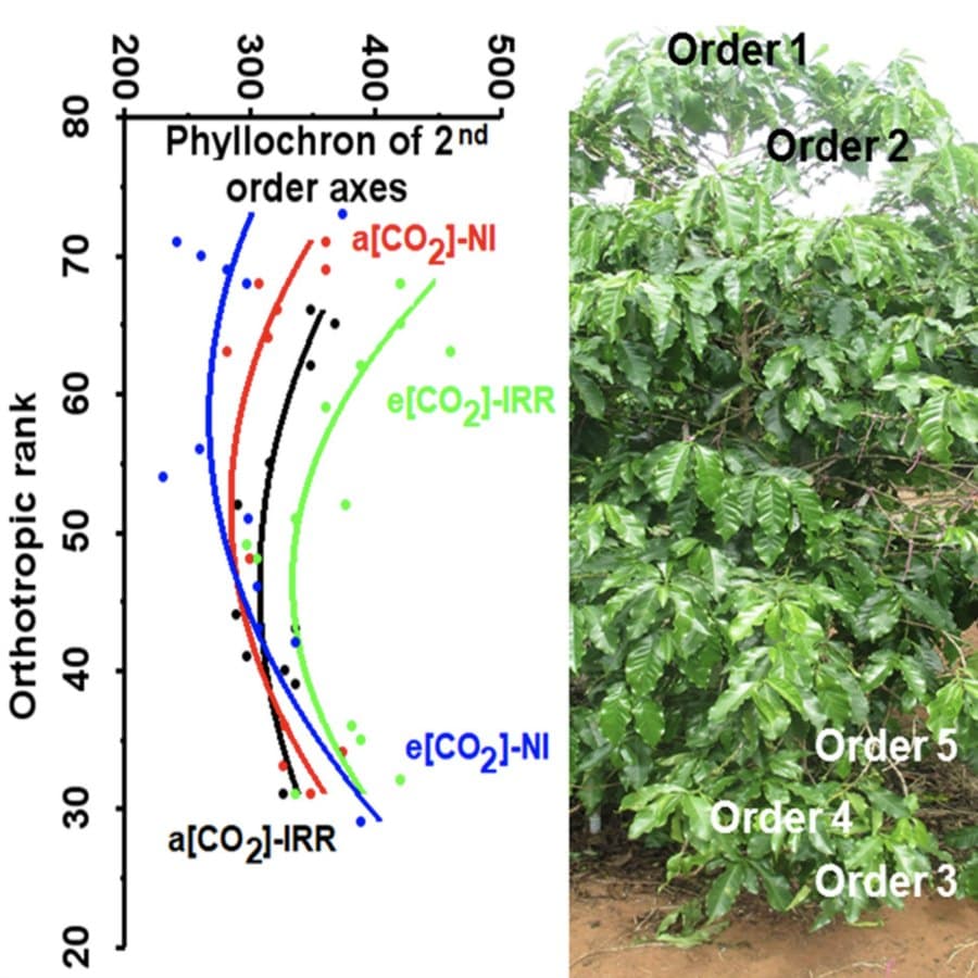 Variations in leaf growth parameters within the tree structure of adult Coffea arabica