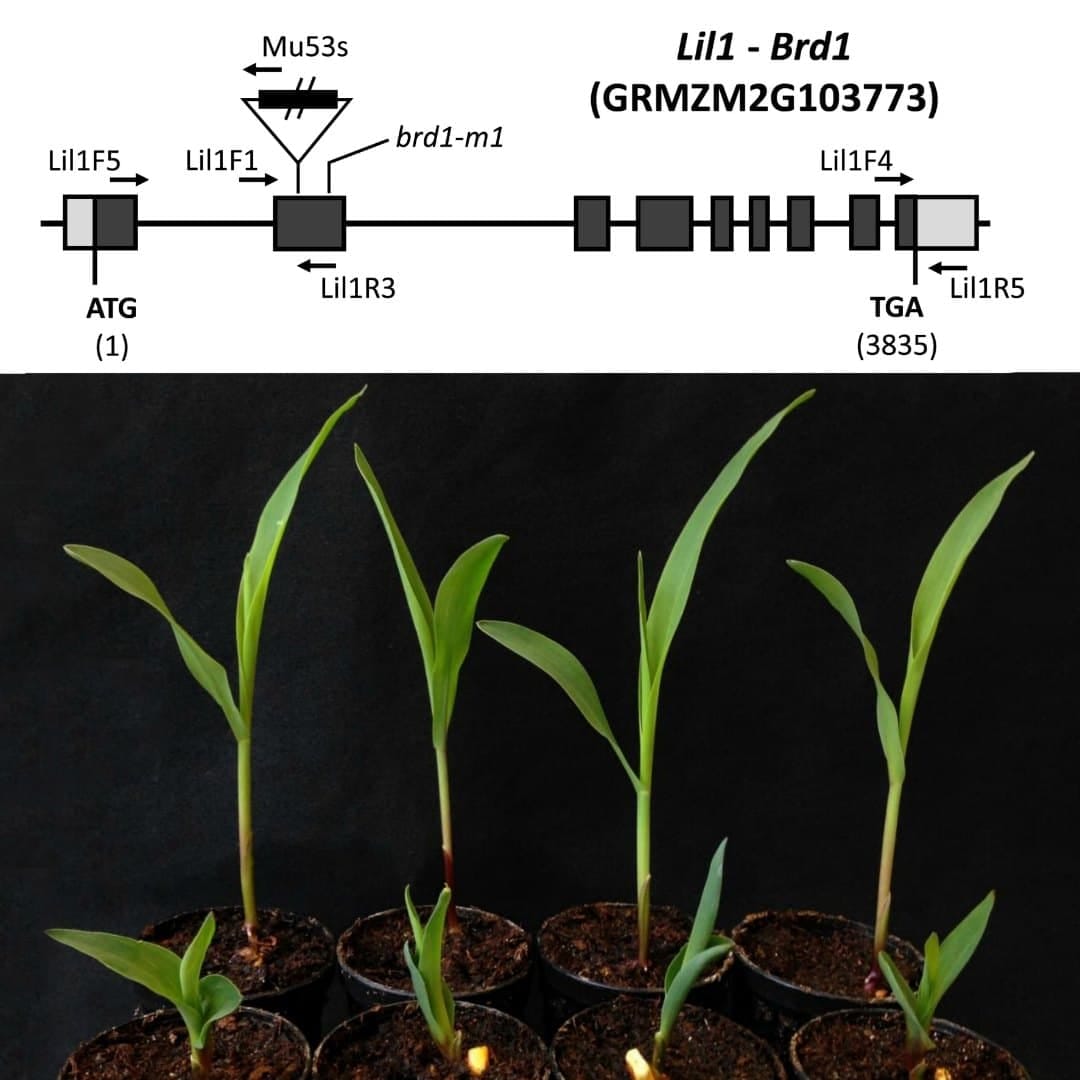 The maize lil1 gene is involved in plant growth and drought response
