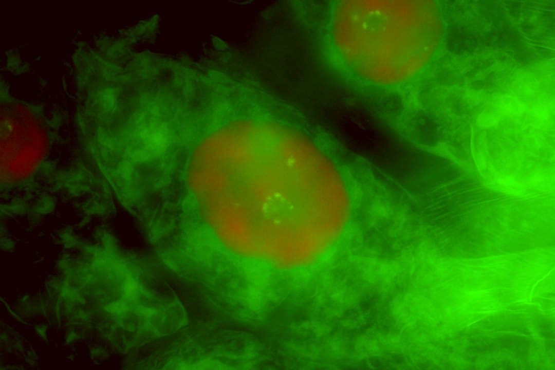 Somatic ploidy mapping of the complex labellum of sexually deceptive bee orchids