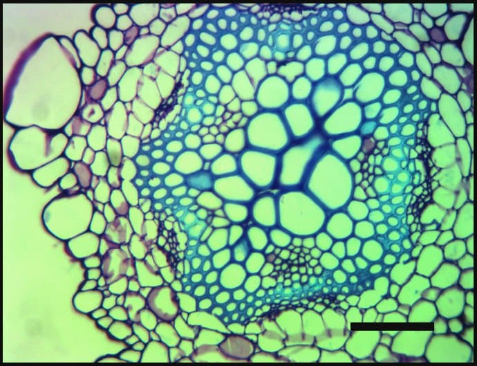 Regulation of anisotropic cell elongation in Arabidopsis