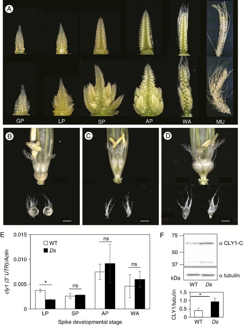 miR172 down-regulates the translation of cleistogamy1 in barley