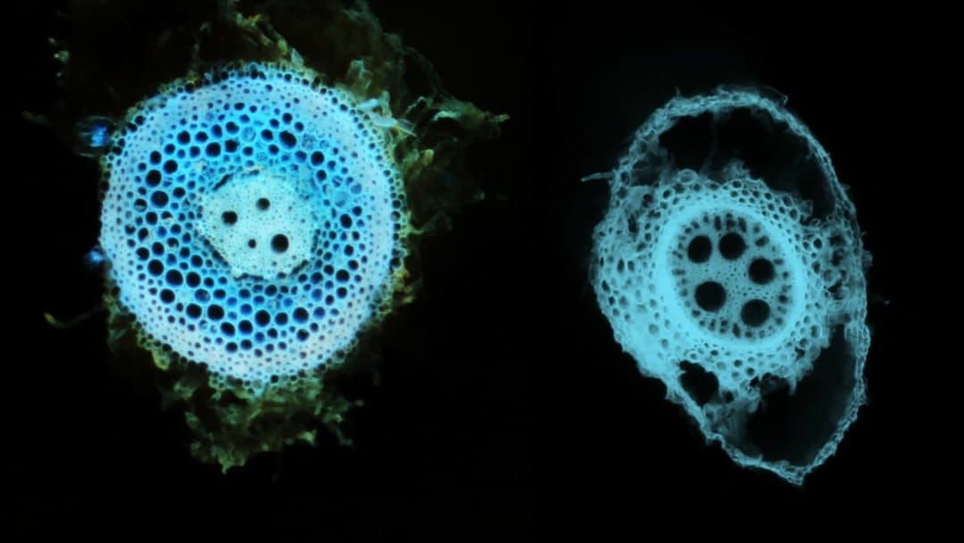 Ethylene modulates root cortical senescence in barley