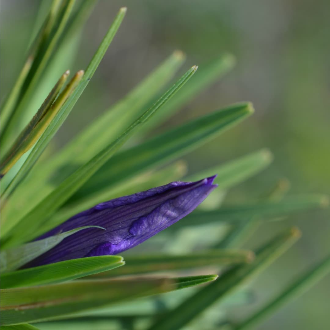 Diversification of the resurrection monocot family Velloziaceae