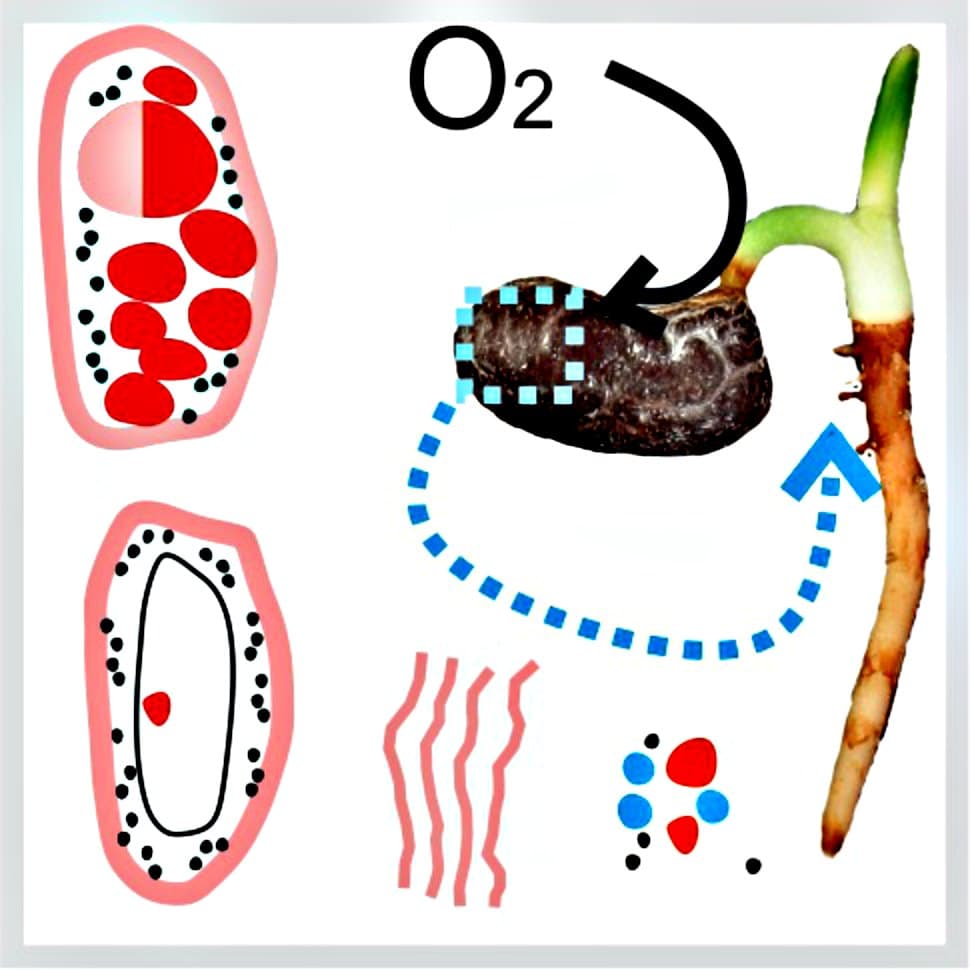 Integration between developmental pathways during reserve mobilization in palm seeds