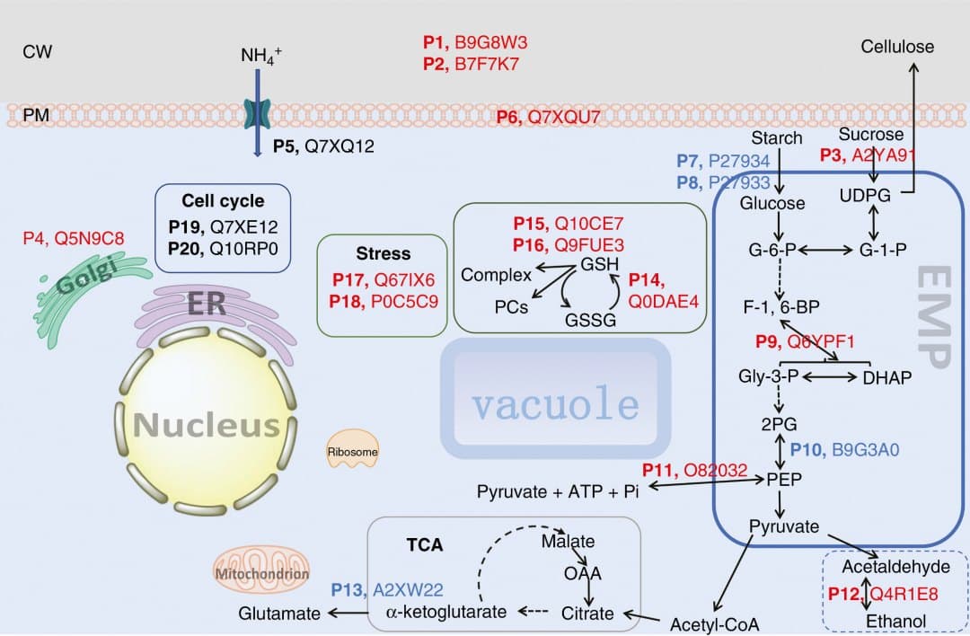 Ammonium uptake promotion by silicon in rice