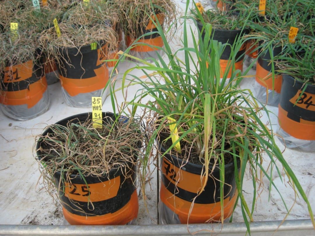Embolism resistance and dehydration tolerance in a perennial grass