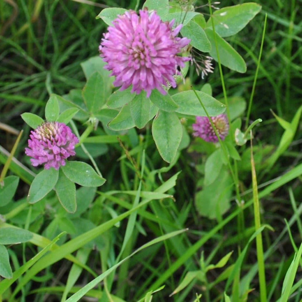 Grass-legume mixtures in a cool climate