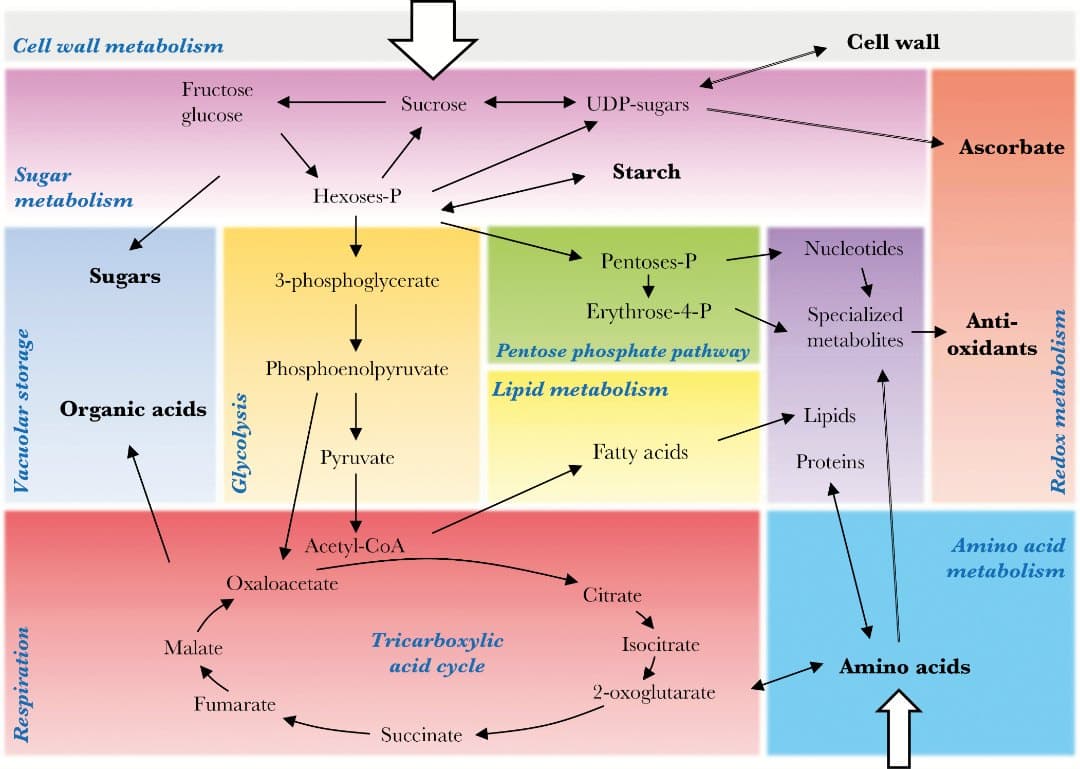 Primary metabolism as a major component of fruit growth and quality