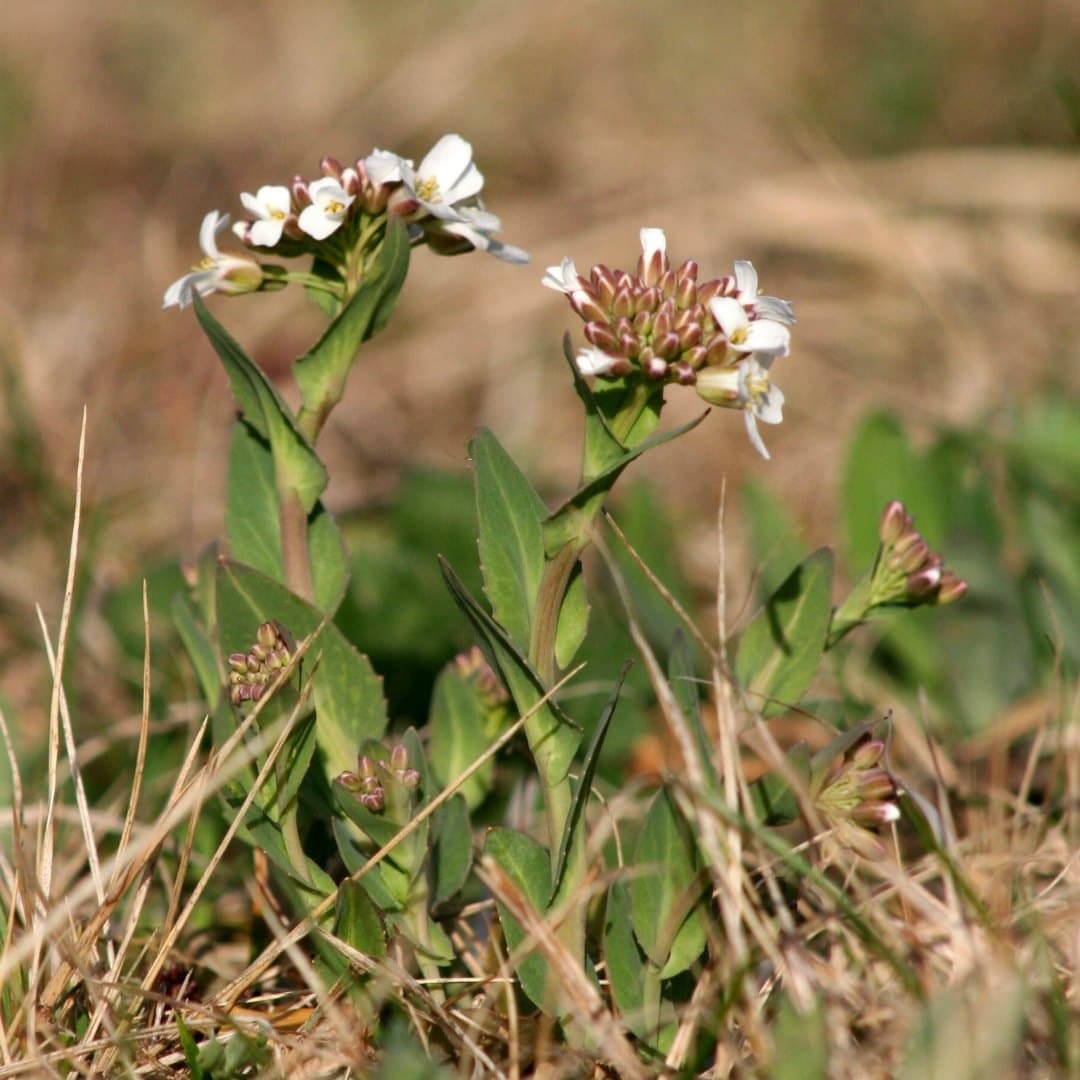 Plant defences can be overwhelmed by a snail’s sweet tooth