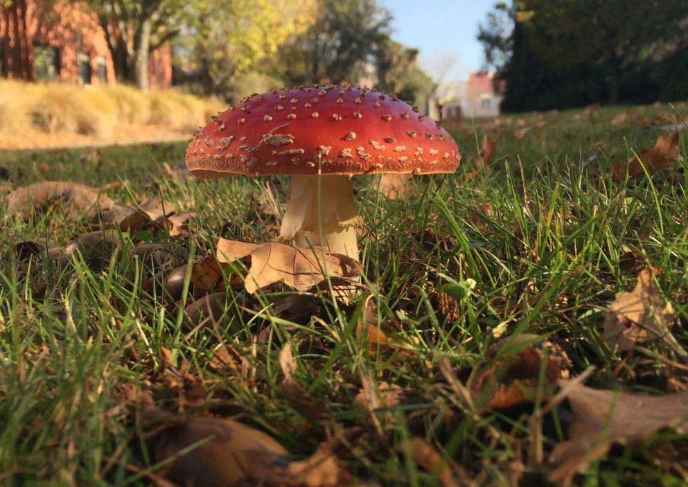 Loss of functional diversity and network modularity in introduced plant–fungal symbioses