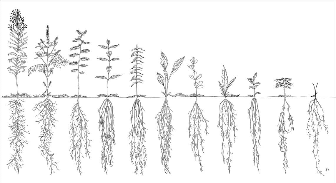 Ecology of Floristic Quality Assessment: testing for correlations between coefficients of conservatism, species traits and mycorrhizal responsiveness