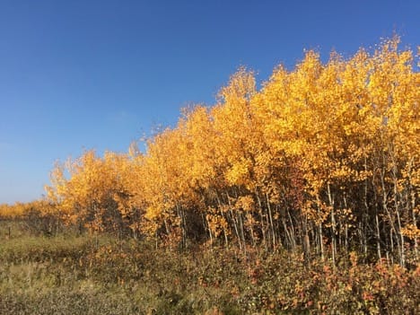 Root condensed tannins vary over time, but are unrelated to leaf tannins