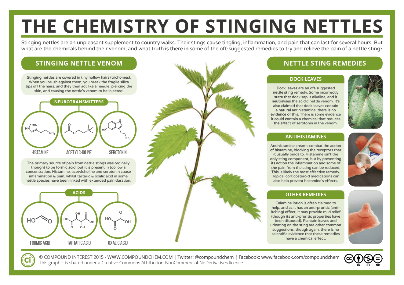 Stinging plants share needle designs
