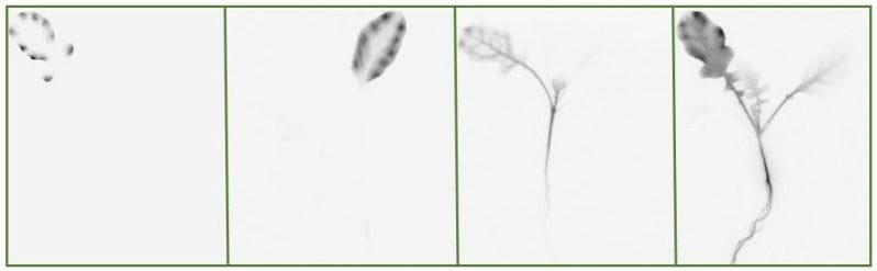 Variation in 2,4-D movement in plants from different 2,4-D-resistant populations