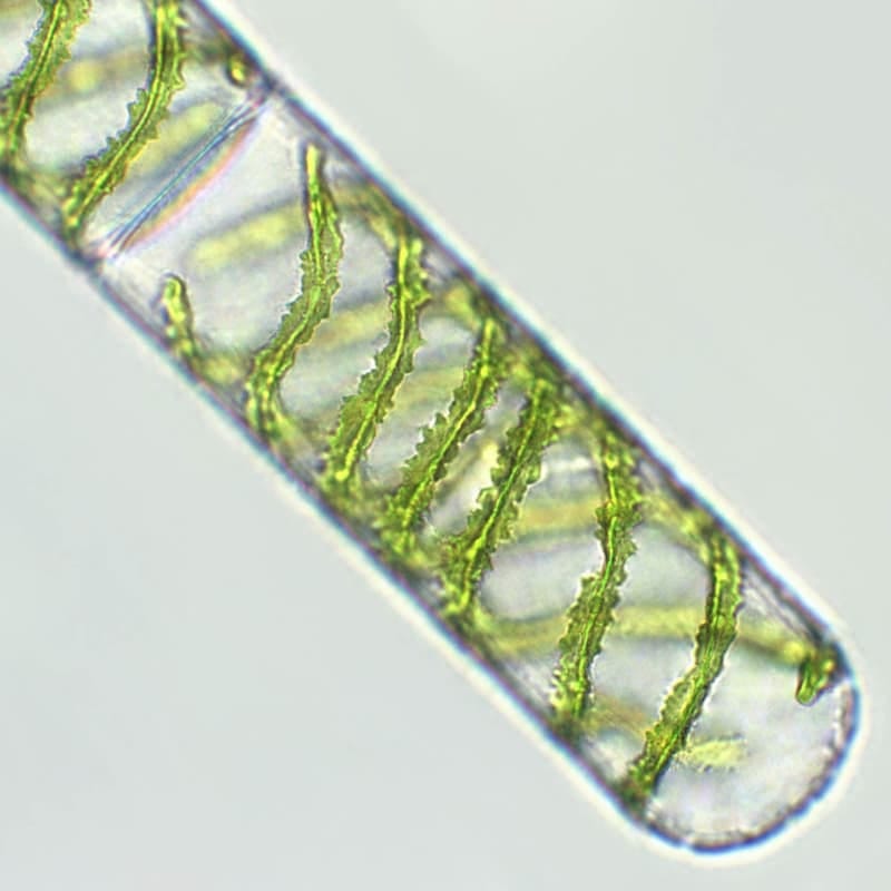 The first footholds for land plants may have been much smaller than imagined