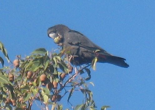 A red-tailed black cockatoo