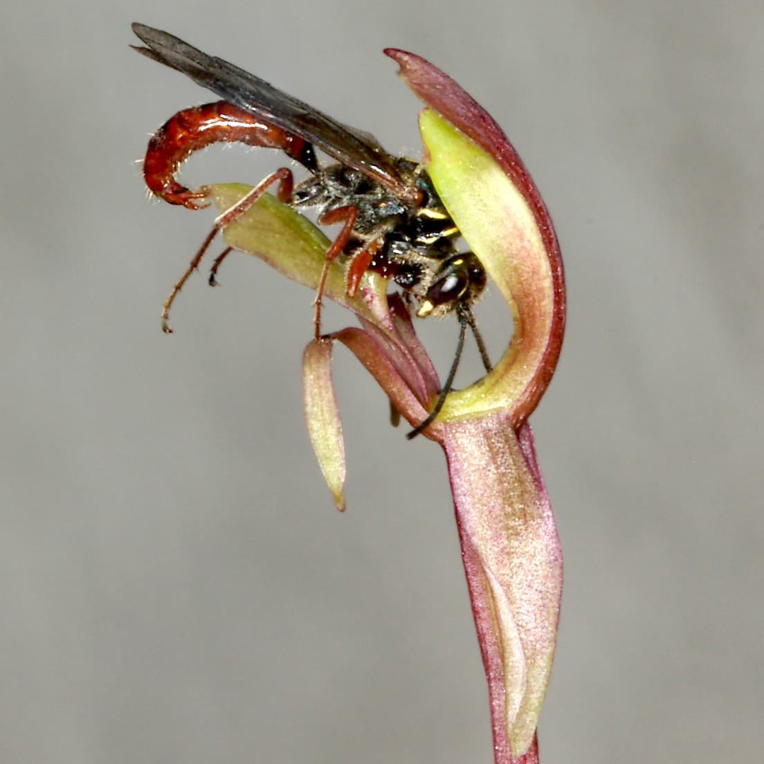 Orchid seeks the most passionate pollinators