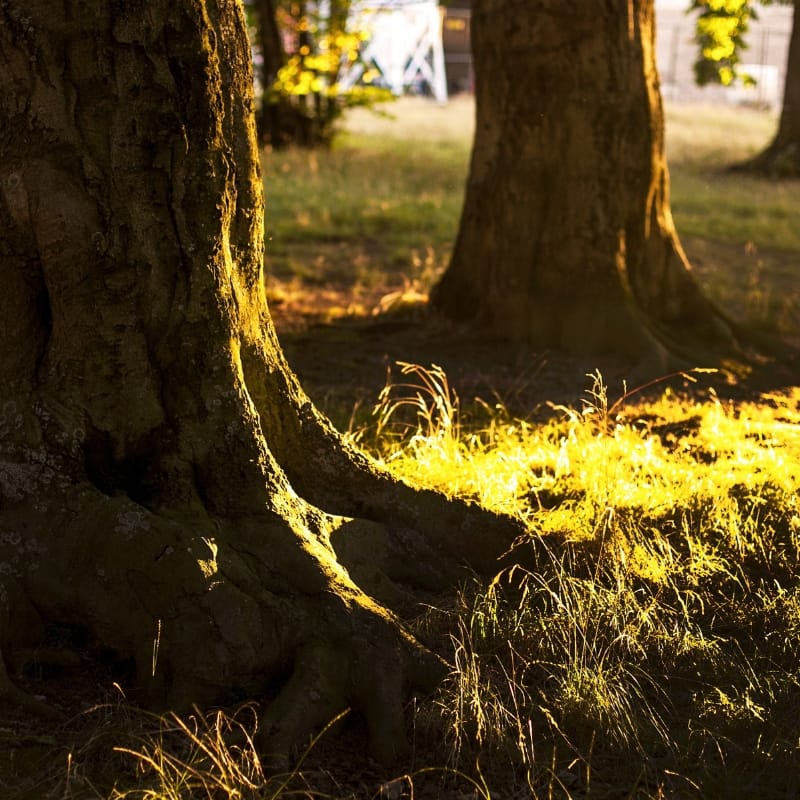 Plants and Fungi: An ancient partnership