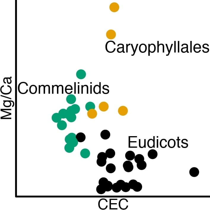 Cell wall chemistry determines shoot Ca and Mg concentrations