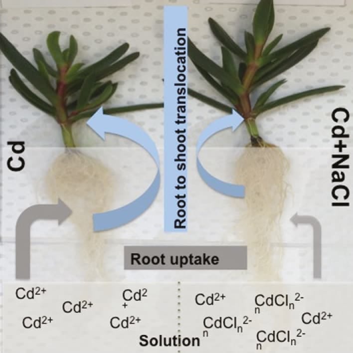 Sodium chloride alters cadmium accumulation and metabolites in halophyte Carpobrotus rossii
