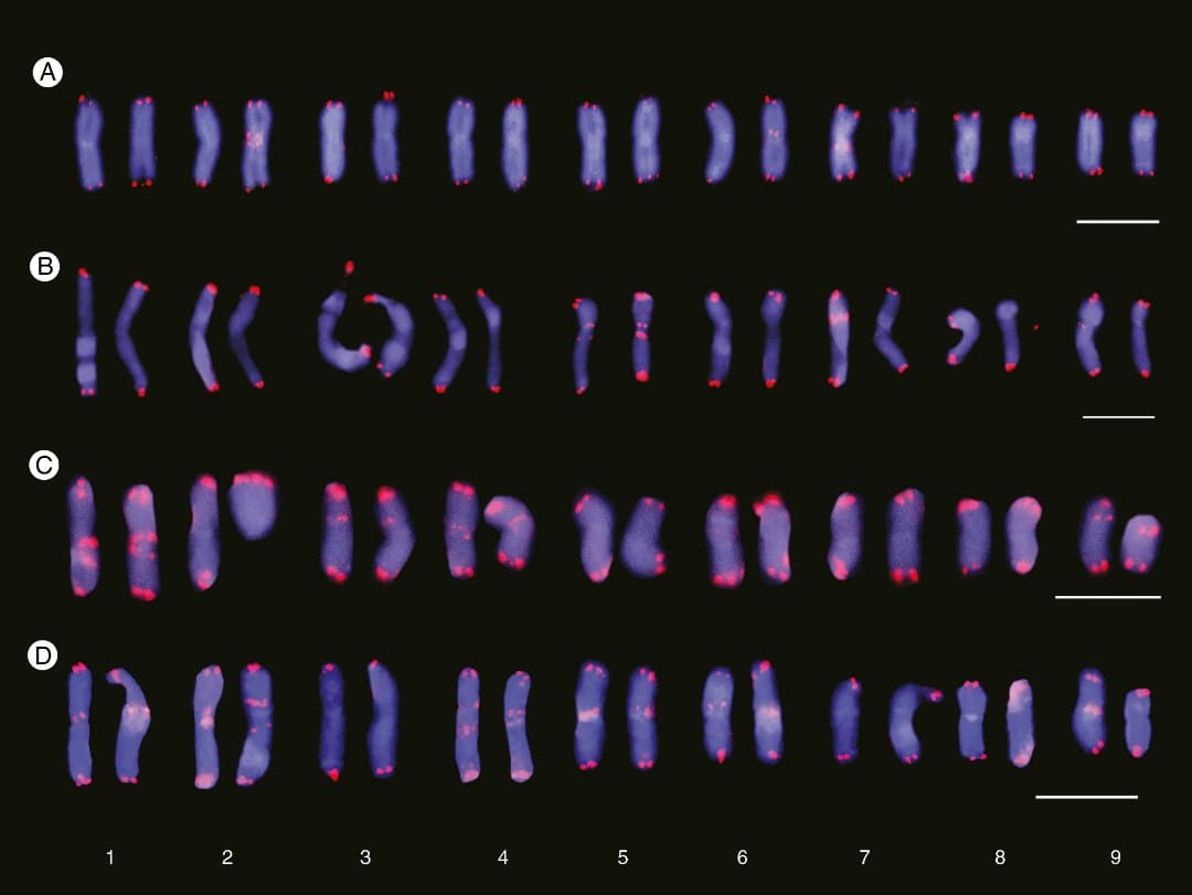 Cariograms showing inter- and intrapopulation site number variation of interstitial telomeric repeats (ITRs) in Anacyclus clavatus.
