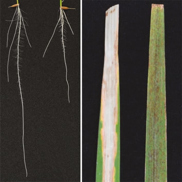 Pelota genes regulate root development and defense responses in rice