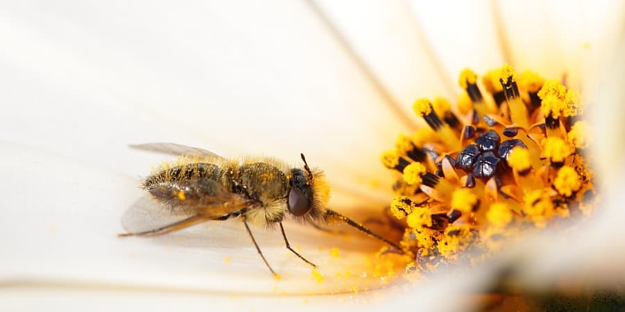 Male reproductive success and floral trait evolution in animal-pollinated plants