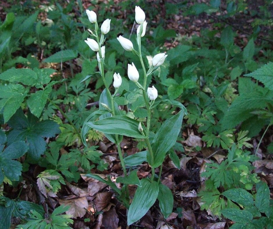 How do orchids get a taste for fungi?