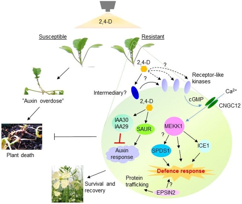 A highly speculative diagram 