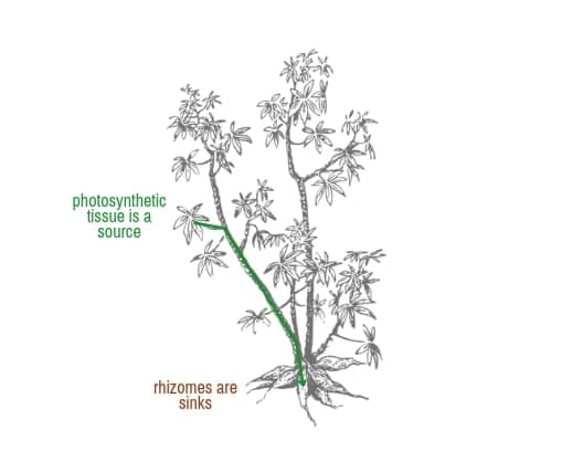 Photosynthetic tissues are sources, rhizomes (while they grow) are sinks