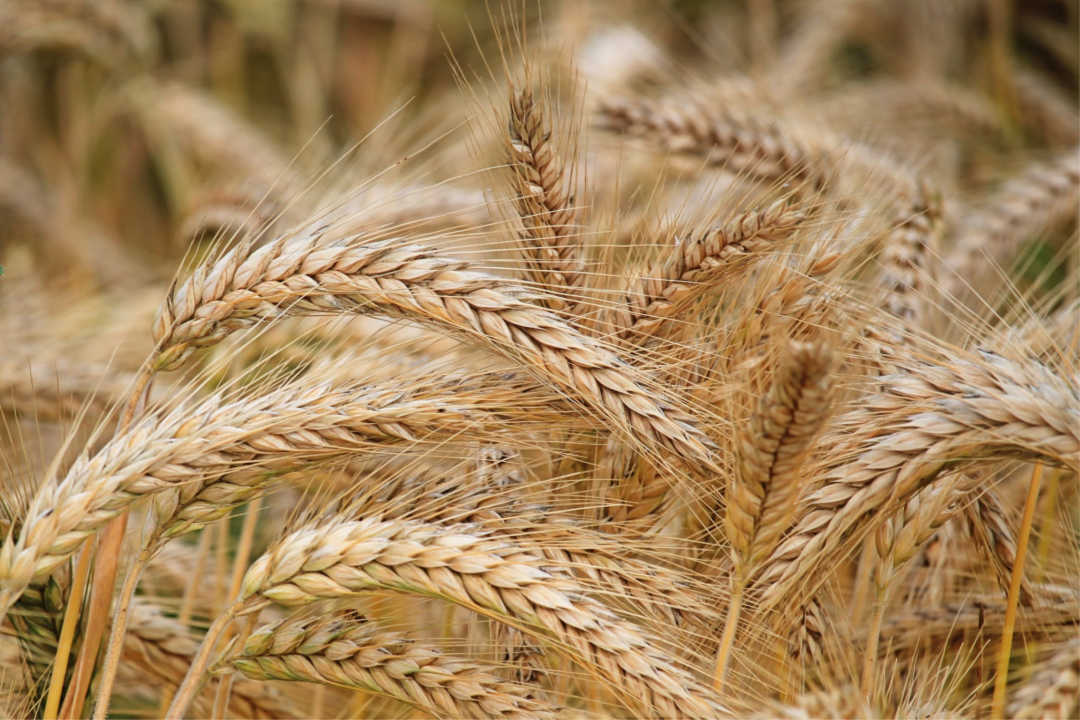 Ozone lowers wheat yield by 9%