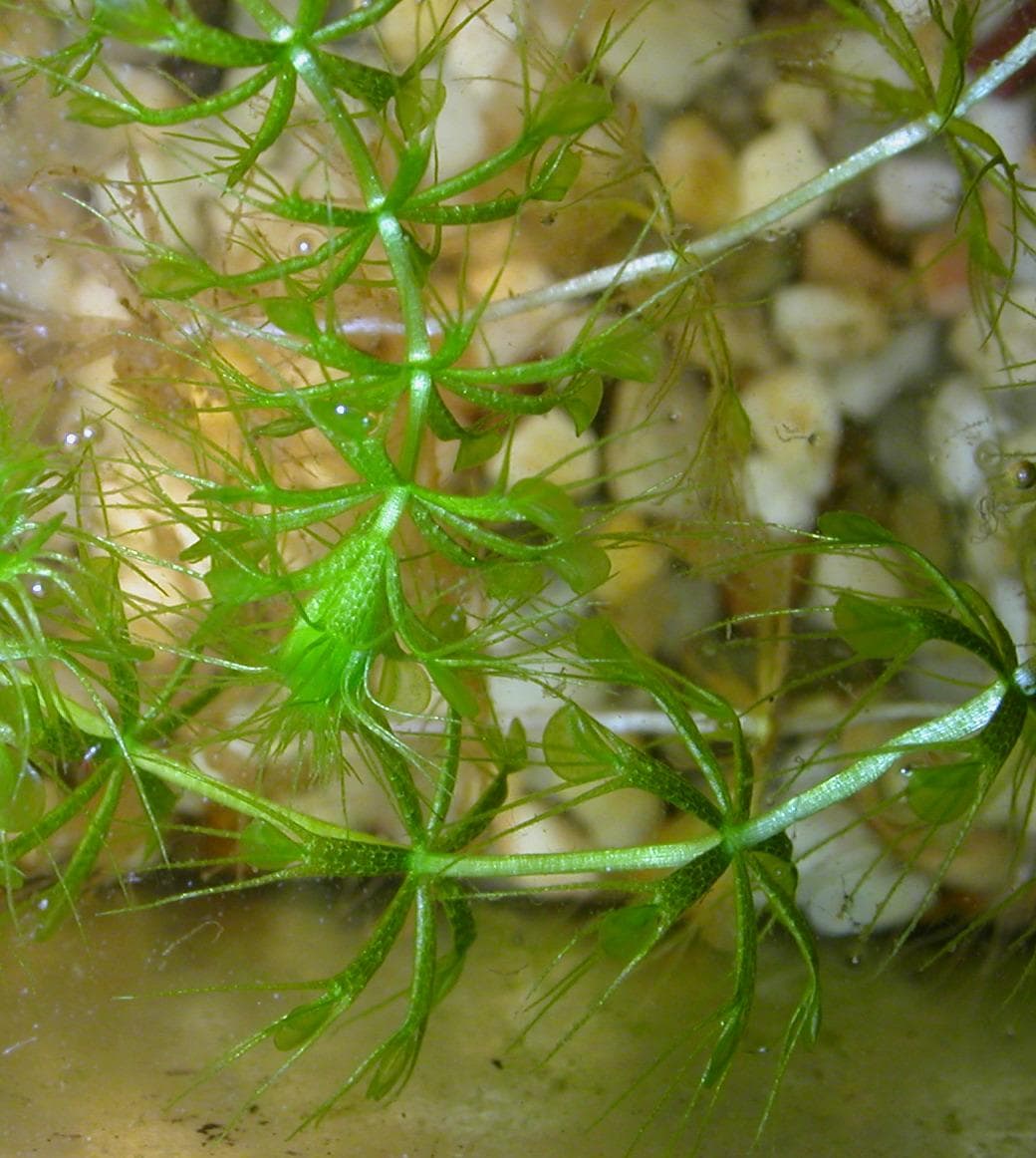 Daphnia are bite-size for the carnivorous waterwheel plant
