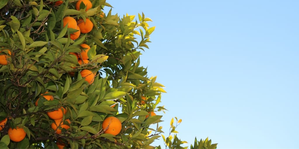Genetic inhibition of flowering differs between juvenile and adult Citrus trees