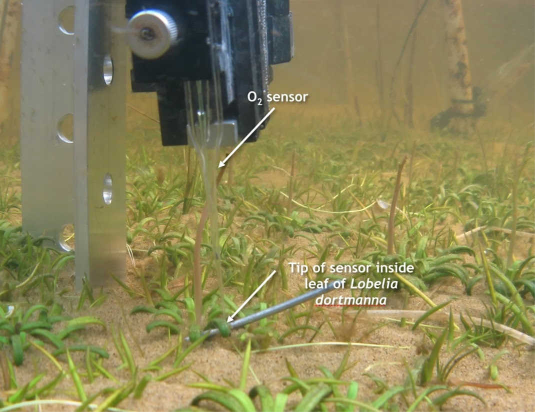 The CO2 sensor in action