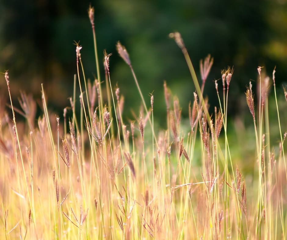 Plant Pathologists are heroes