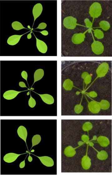 Synthetic rosettes generated by the L-system and real rosettes from the public dataset.