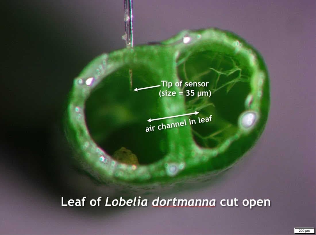 New CO2 microsensor reveals old secrets of plants
