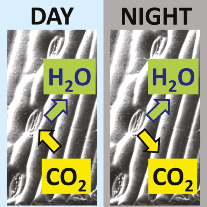 Night-time transpiration facilitates respiratory carbon dioxide release