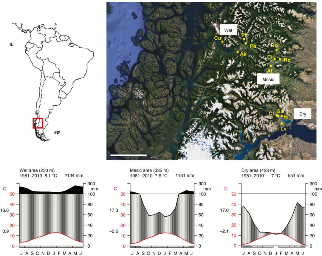 Hydraulic efficiency in two Patagonian trees keeps constant across a precipitation gradient