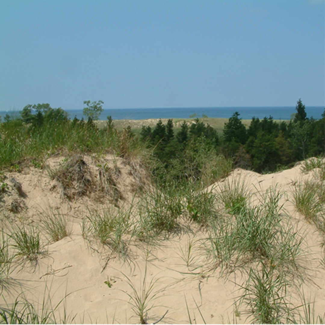 Genotypic differentiation in a heterogeneous dune landscape in Arabidopsis lyrata