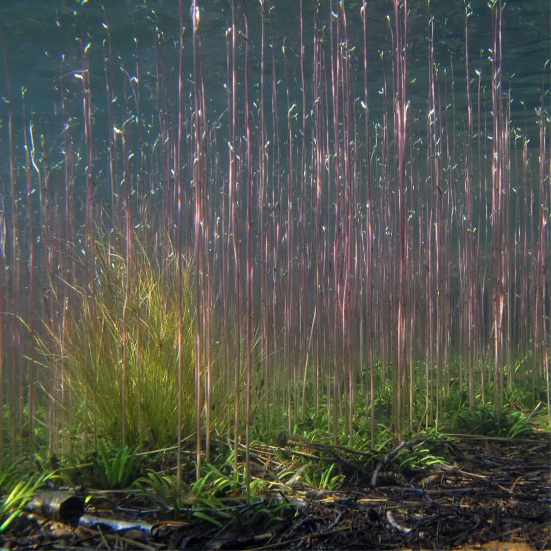 CO2 and O2 dynamics in aquatic C3 or CAM plants