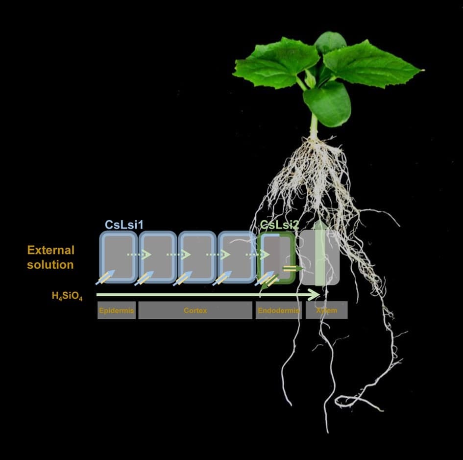 Cucumber silicon efflux