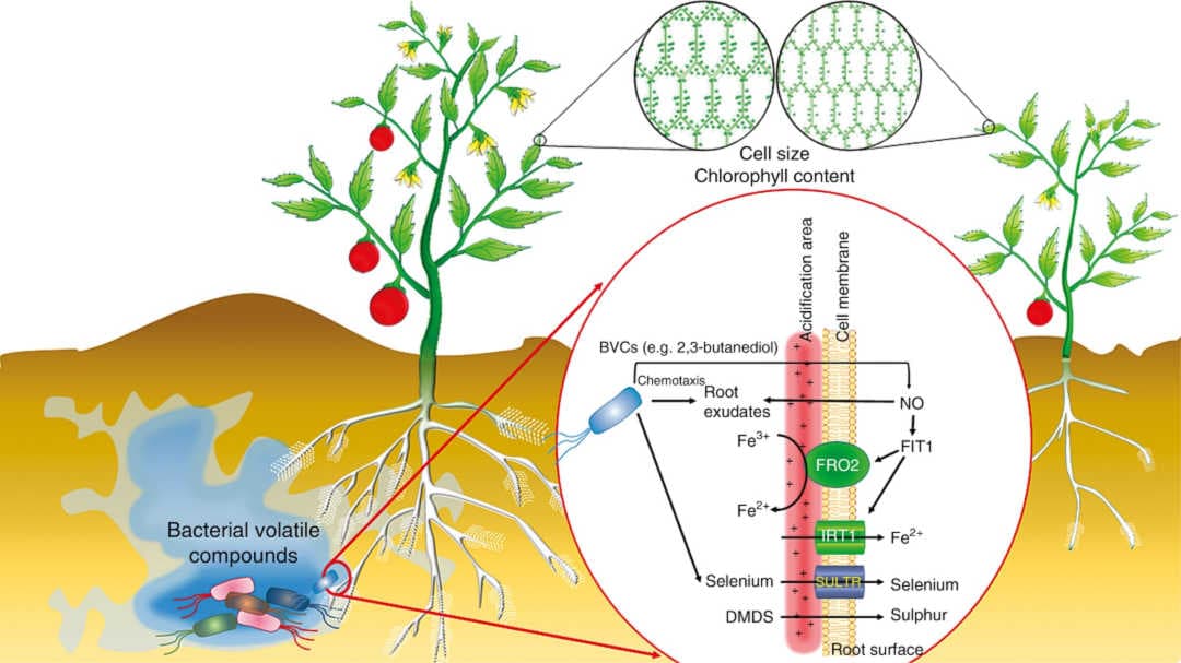 Plant growth promotion by bacterial volatiles