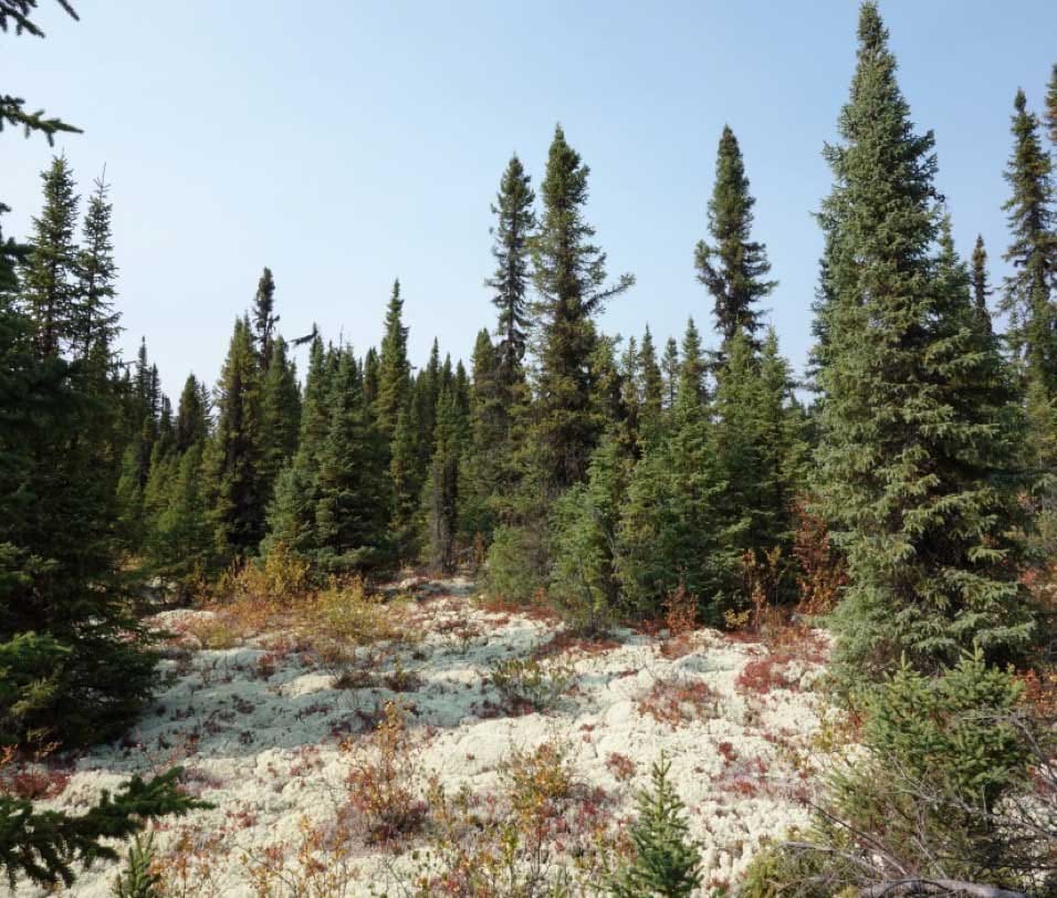 The relative weight of ontogeny, topology and climate in the architectural development of three North American conifers