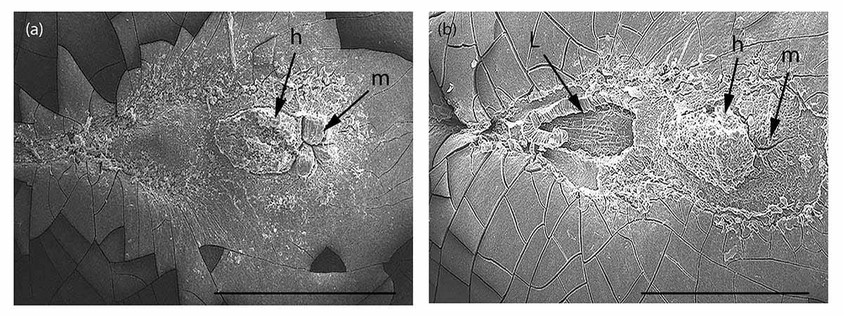 The adaptive role of physical dormancy in mimetic seeds