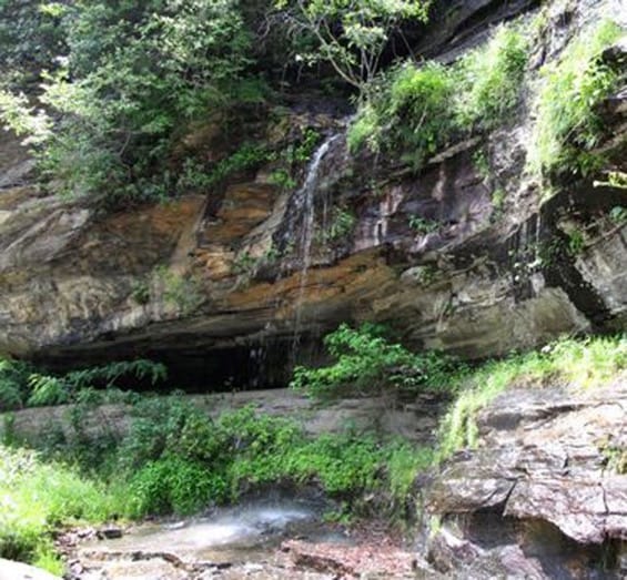 Conserved thermal performance curves across the geographic range of a gametophytic fern