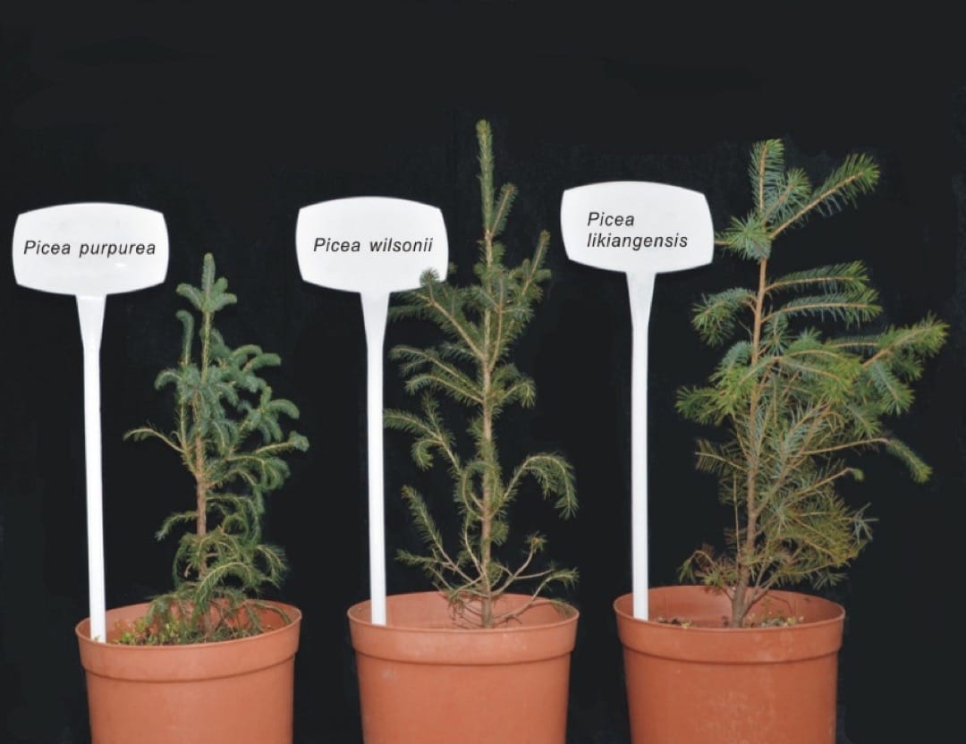 Enhanced cell dehydration tolerance and photosystem stability facilitate the occupation of cold alpine habitats by a homoploid hybrid species, Picea purpurea