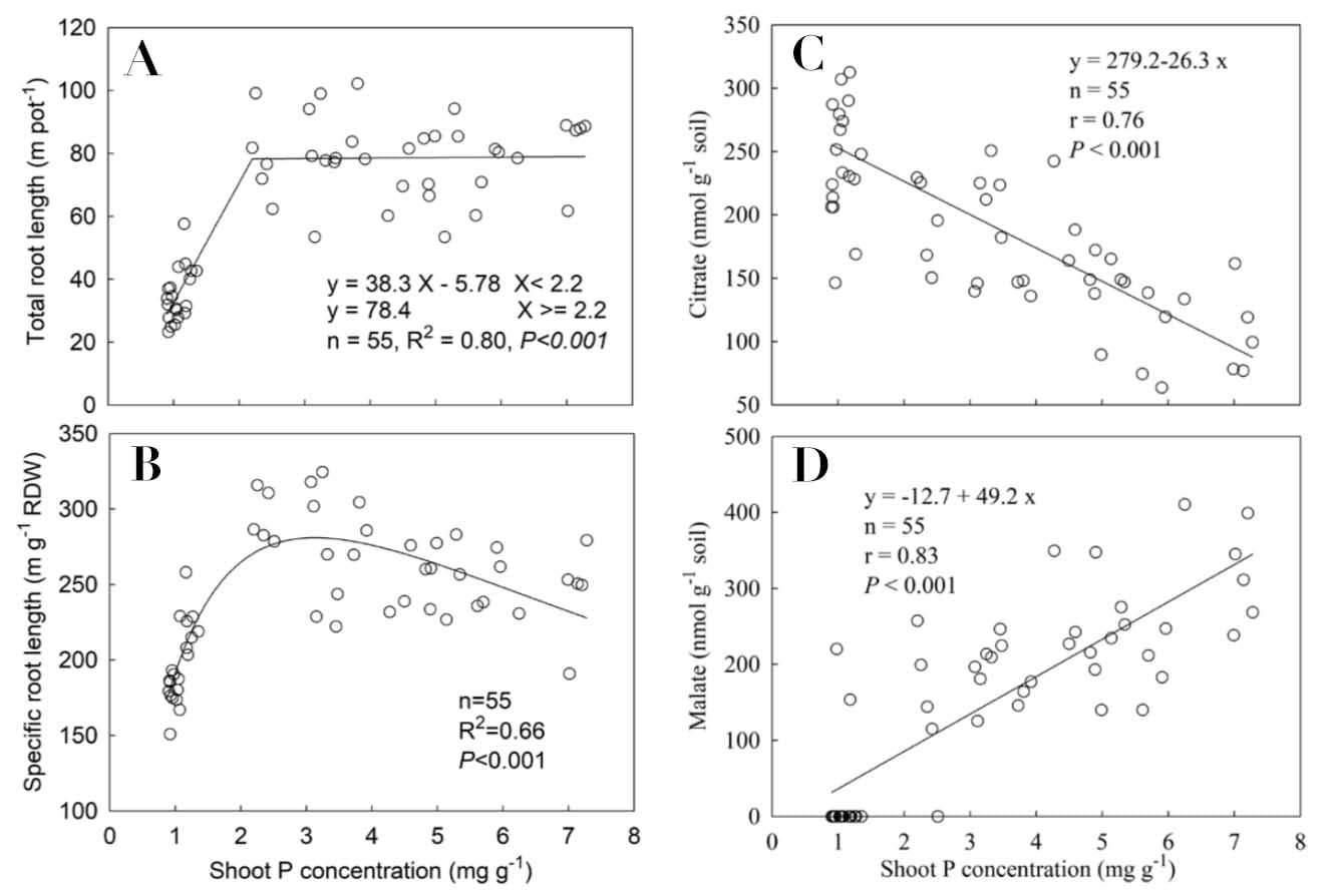 The responses of root morphology and phosphorus-mobilizing exudations in wheat to increasing shoot phosphorus concentration